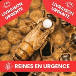 Reines Buckfast Fécondées en Urgence
