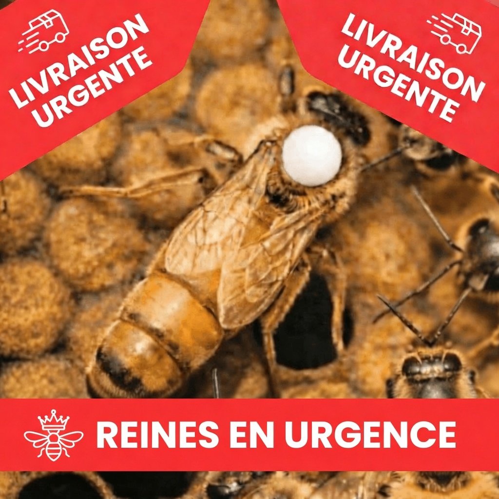 Reines Buckfast Fécondées en Urgence