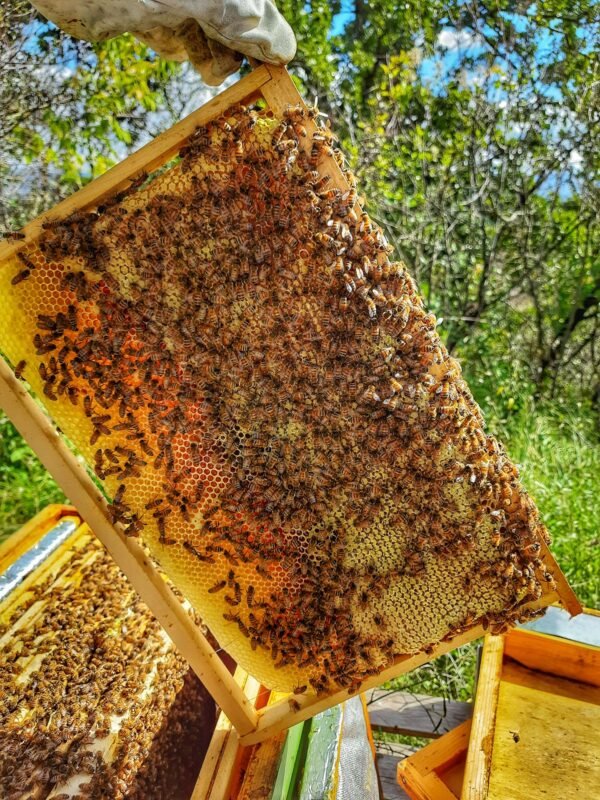 Stylo Marqueur Reine Abeille à Base D'eau - 8 Couleurs, 13.5 Cm, Non Toxique Pour Apiculture